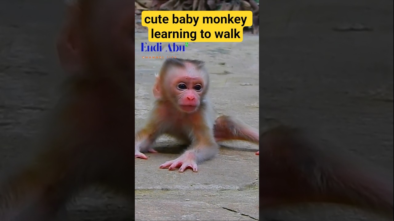cute baby monkey learning to walk 