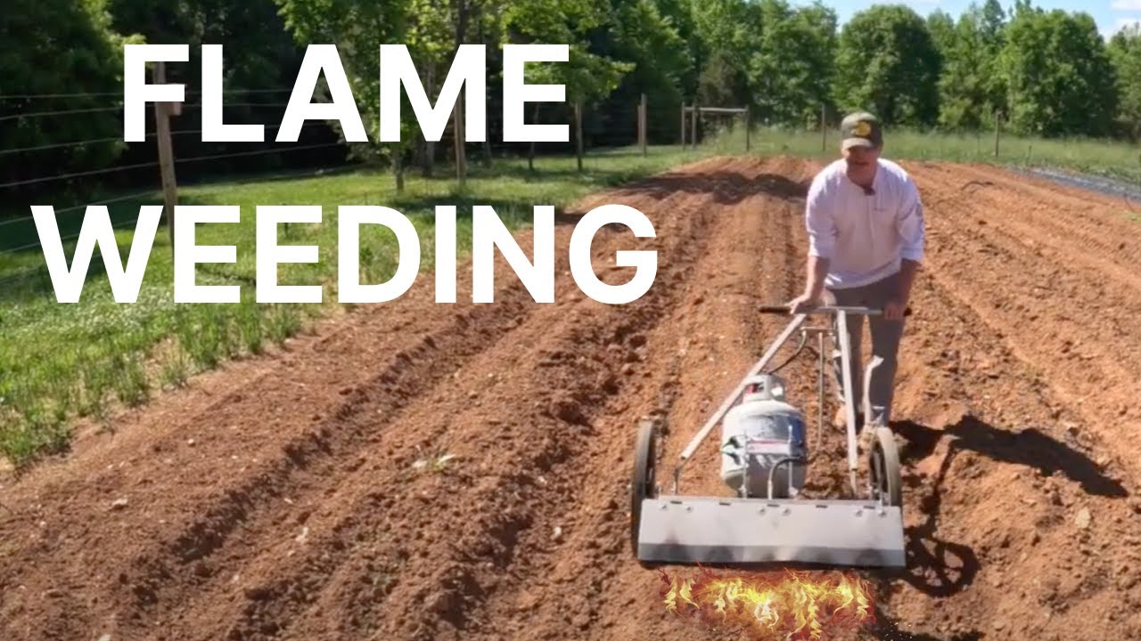 Flame Weeding In The Garden - Farmers Friend PyroWeeder Review