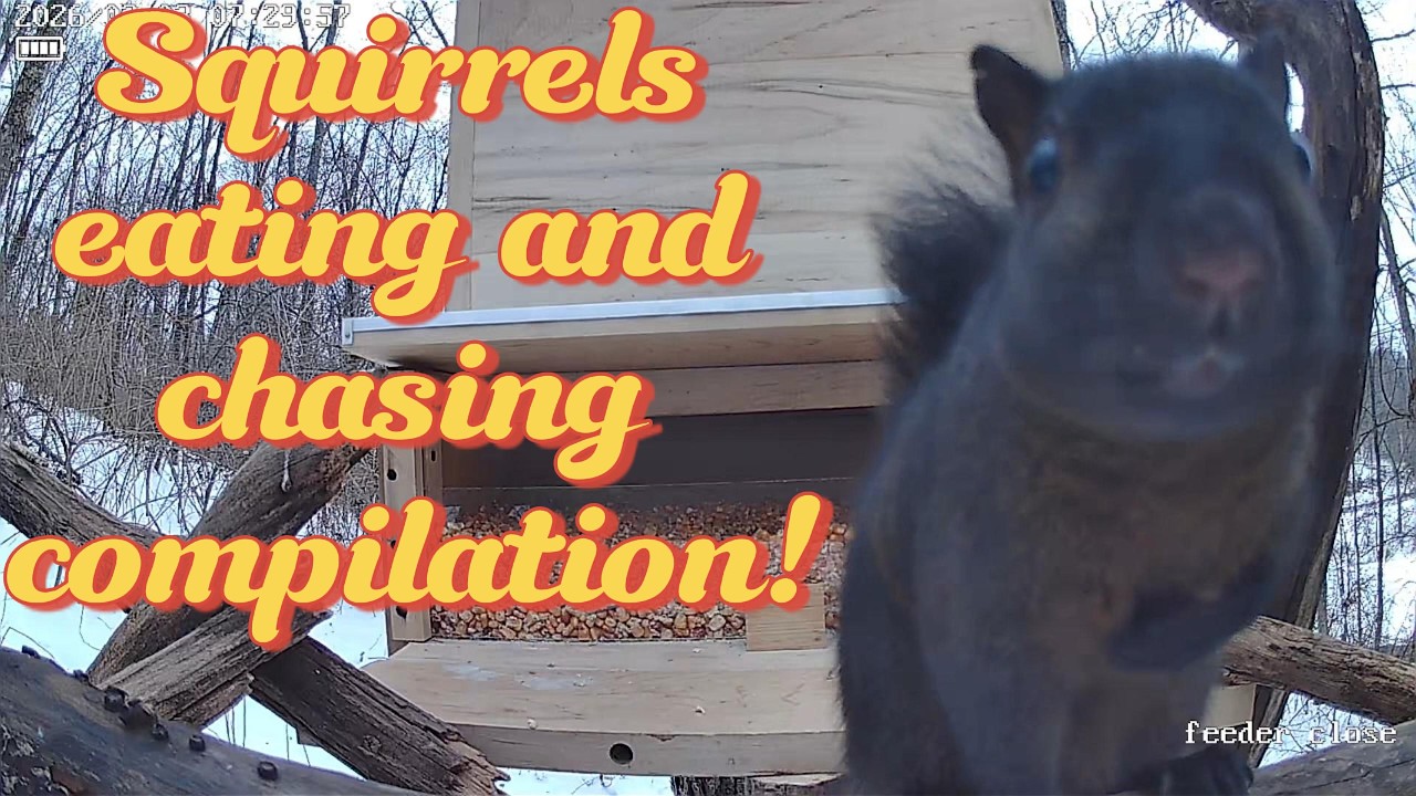Squirrel shenanigans#squirrel #squirrelwatch#animals#wildlife