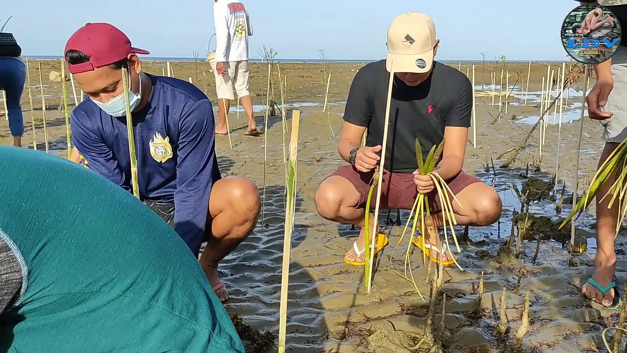 Ganito pala magtanim ng Mangrove || WORLD WETLANDS DAY MANGROVE EXPANSION