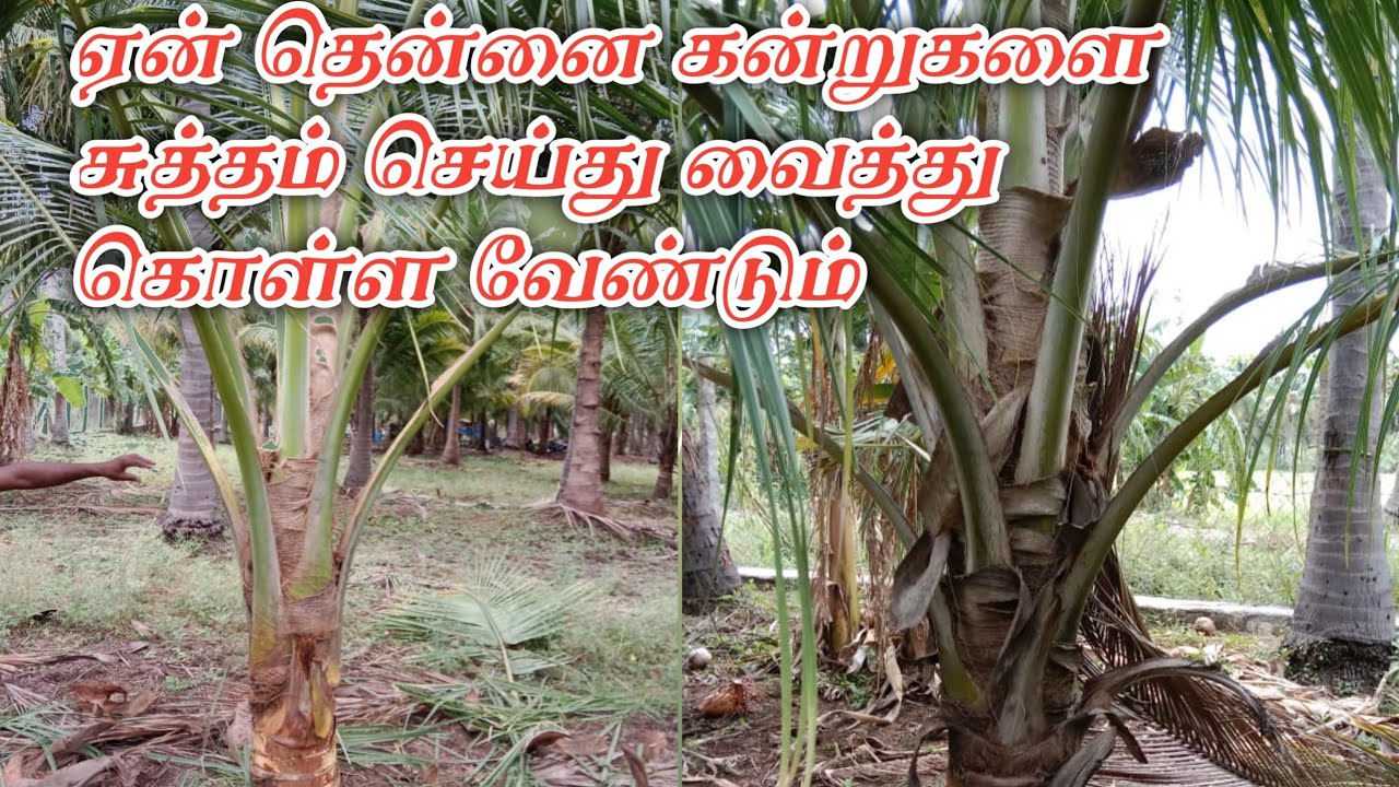 ஏன் தென்னை கன்றுகளை சுத்தம் செய்து வைத்து கொள்ள வேண்டும் #coconut