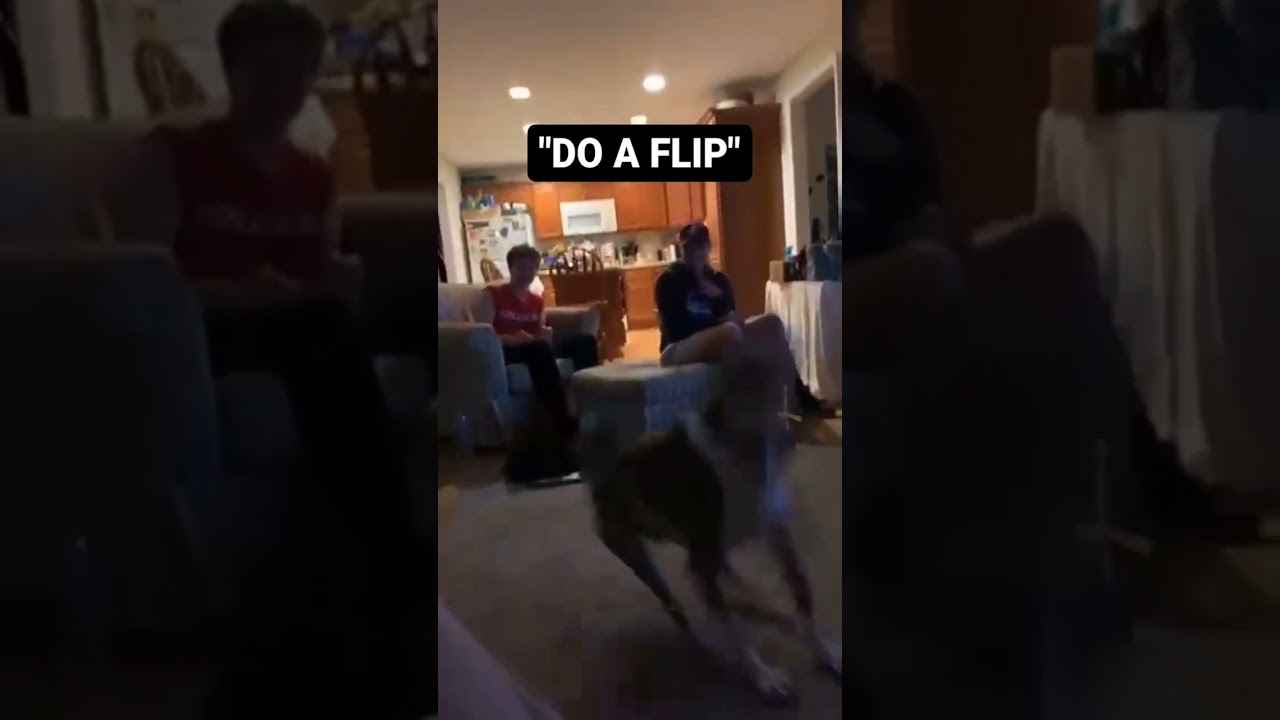 What da dog doing #shorts #dog #dogFlip #whatsGoingOn #dogNinja #meme