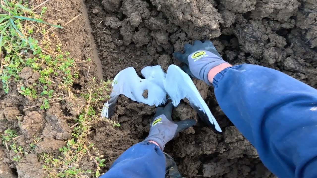 Salviamo un Uccello durante i Lavori con il Trattore