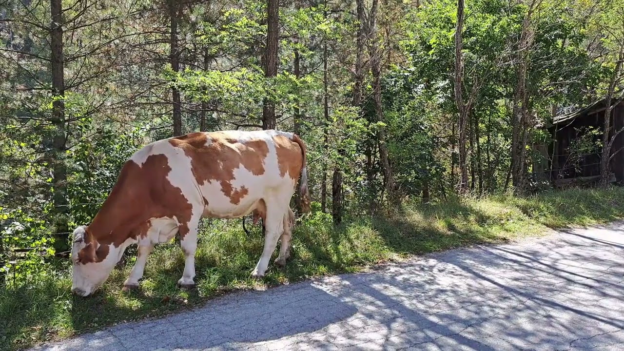 Cow Footage