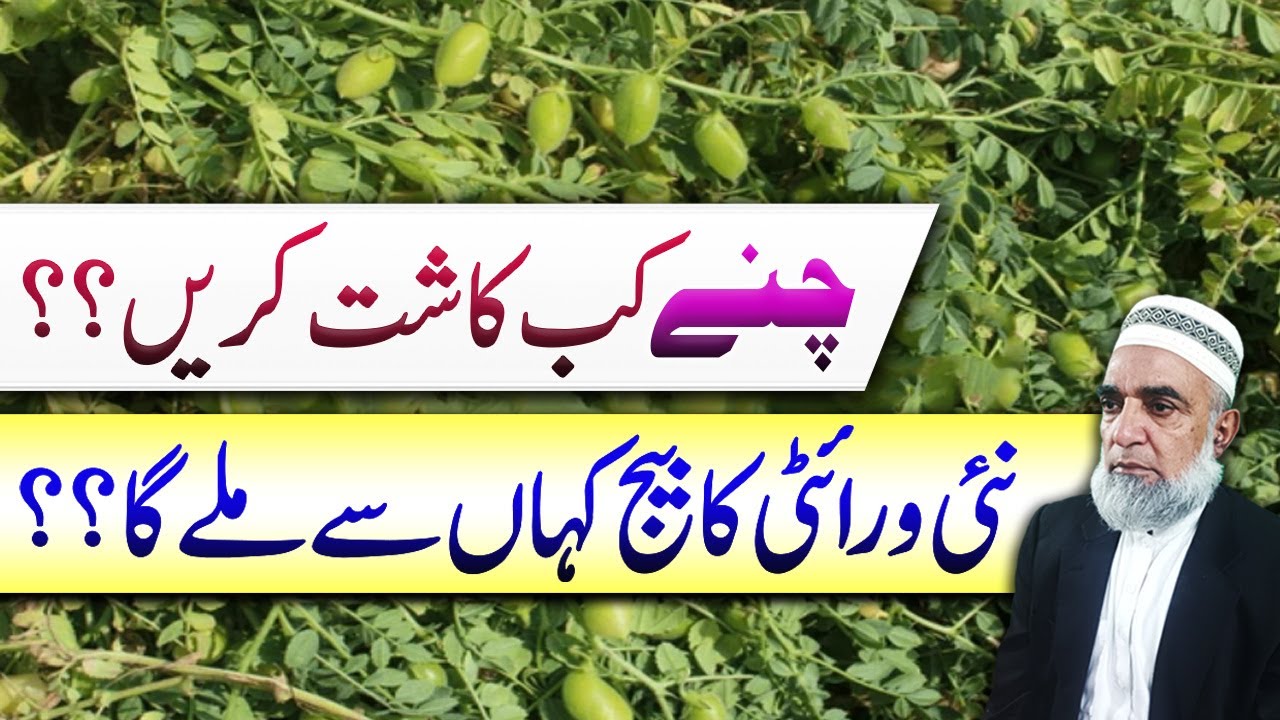 When to cultivate Gram crop in 2025 || Which is best variety || Crop Reformer