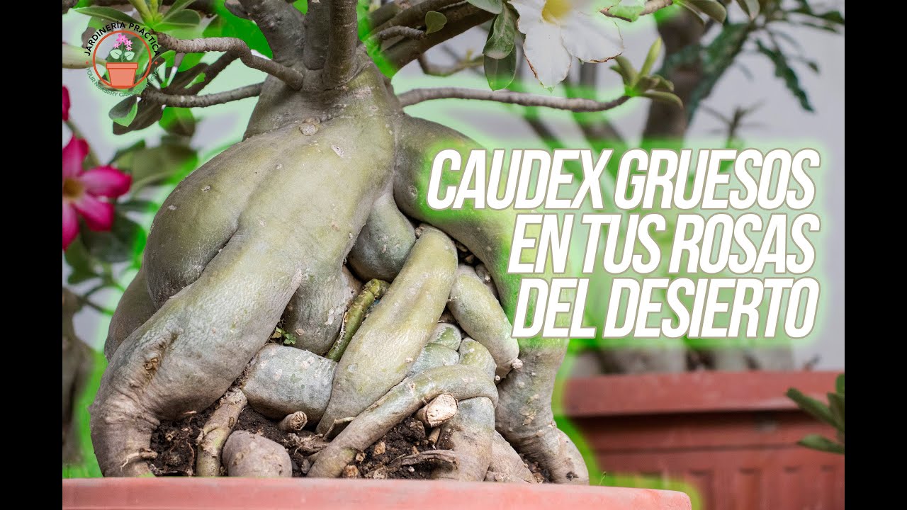 Descubre como engrosar el caudex de tus Rosas del Desierto