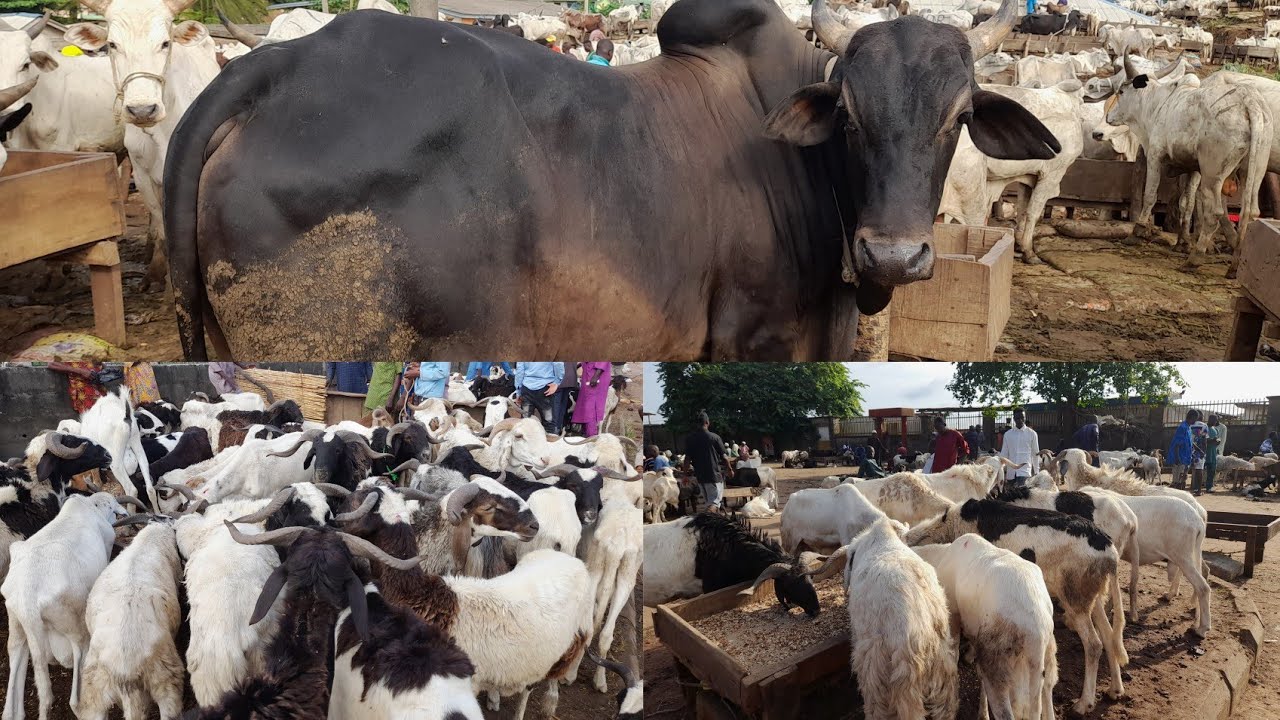 MARKET VLOG  || THE BIGGEST COW,GOAT, SHEEP RAM MEAT MARKET | Price Of RAM in Ijebu-Ode