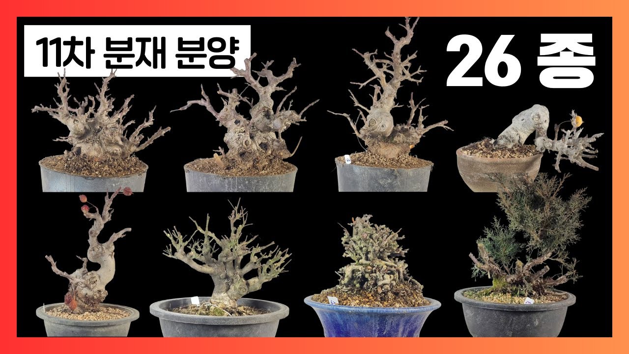 11차 분재 분양 (26종) - 황금사과, 좀회잎나무, 장수매, 알프스오토메, 애기사과, 기주진백,