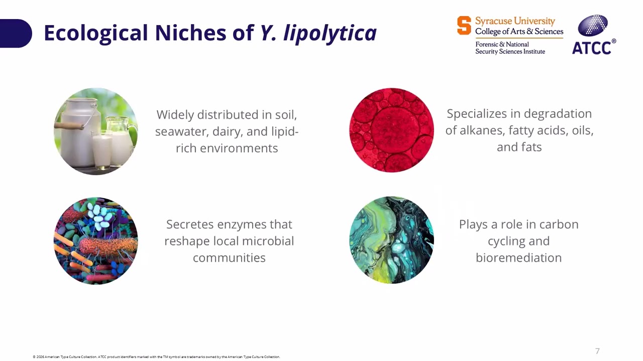 Yarrowia lipolytica: A Versatile Non-Conventional Oleaginous Yeast for Biotechnology