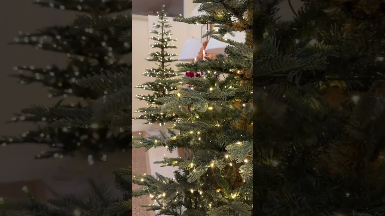 The King Noble Fir #kingofchristmas #kingofchristmastree