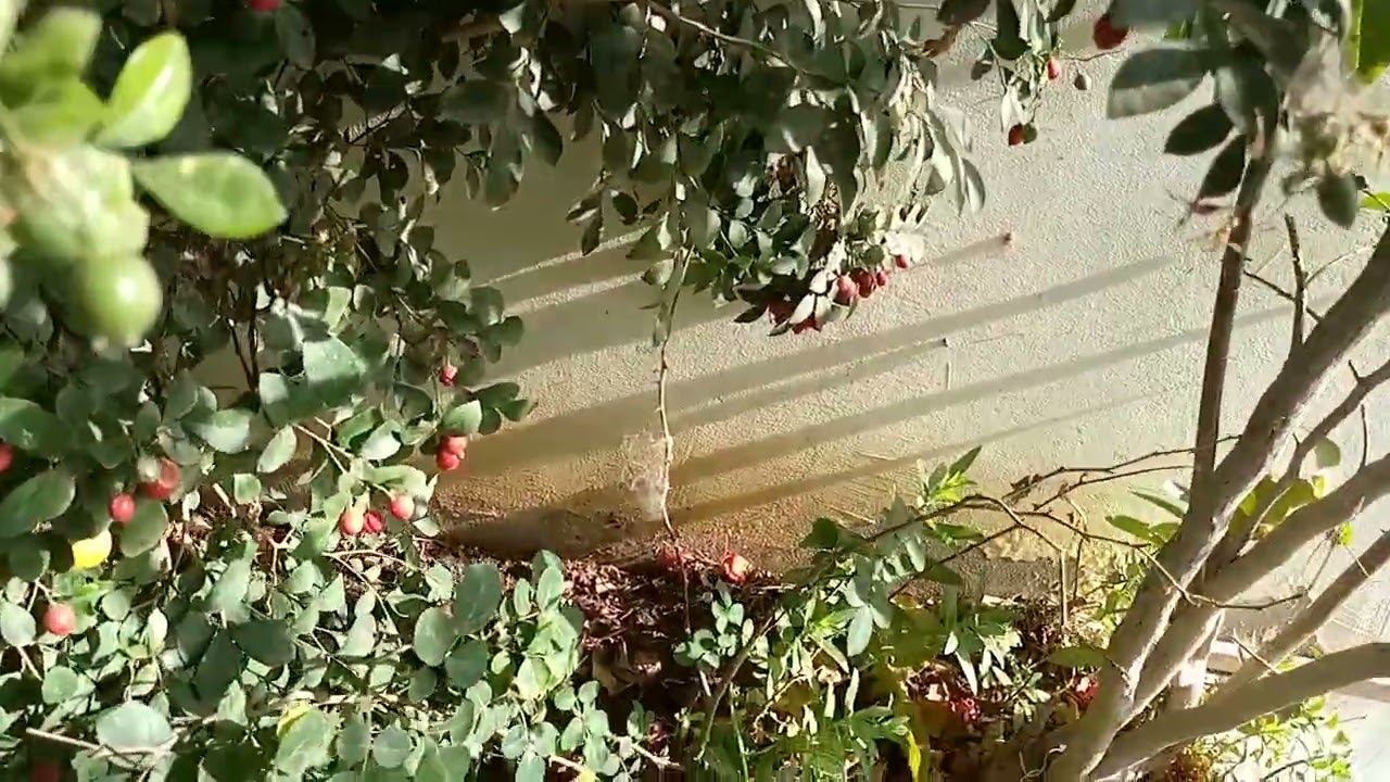 تعالى نقلم شجره الياسمين والورد والجهنميه قبل انتهاء شهر فبراير أو امشير