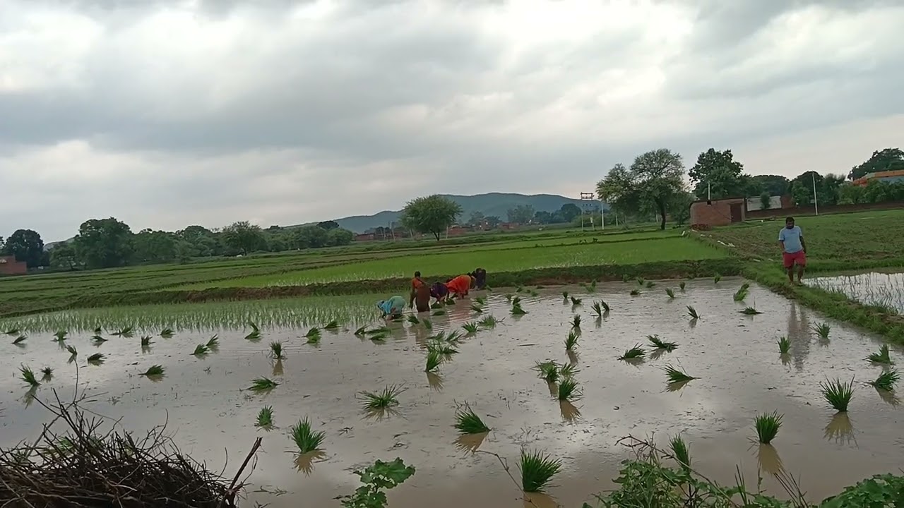 Nature , natural life, farming