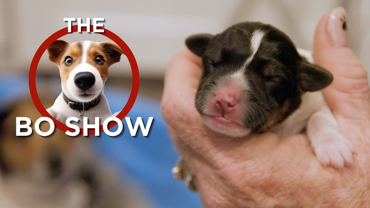 Bo Show Ep. 6 - The Puppies are here!