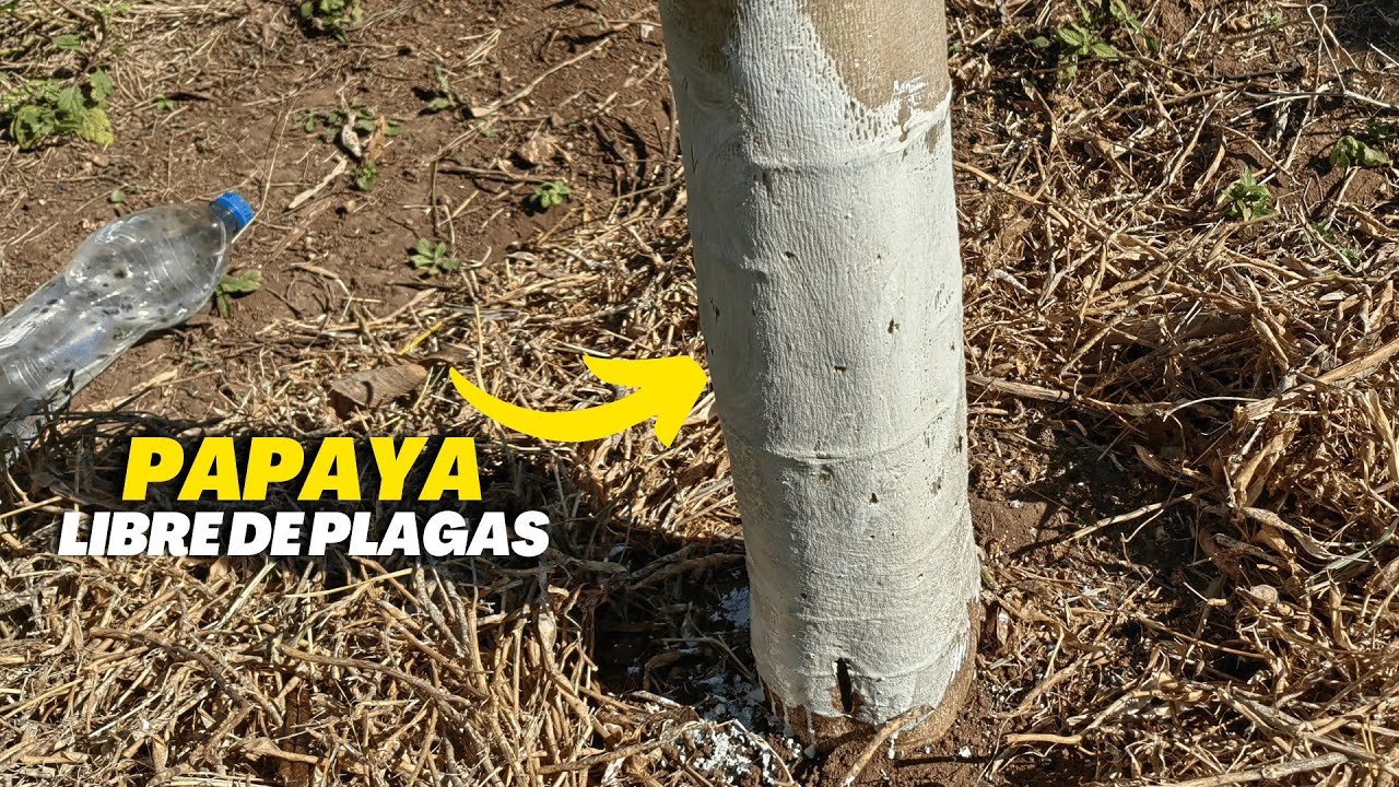 Evita que se caiga el fruto de papaya, papaya libre de plagas