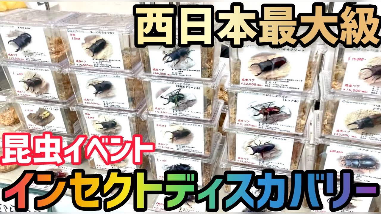 【昆虫イベント】INSECT DISCOVERY 2022に参戦したら楽しすぎた！！