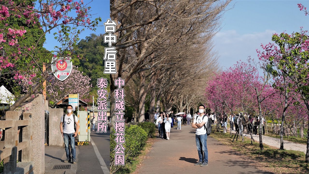 台中后里中科崴立櫻花公園以及泰安派出所，中部交通很便利的賞櫻景點！