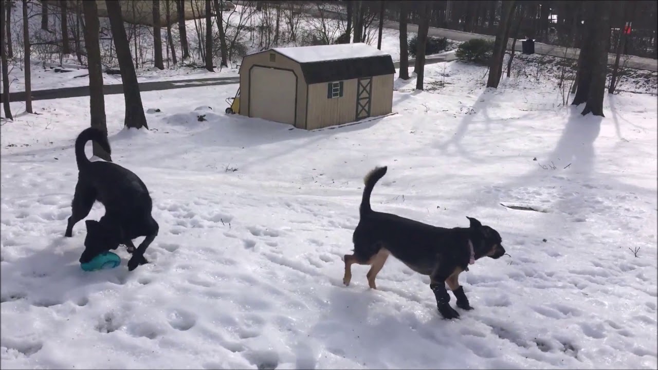 Nya the Shepherd mix with Custom My Pet's Carpal Brace