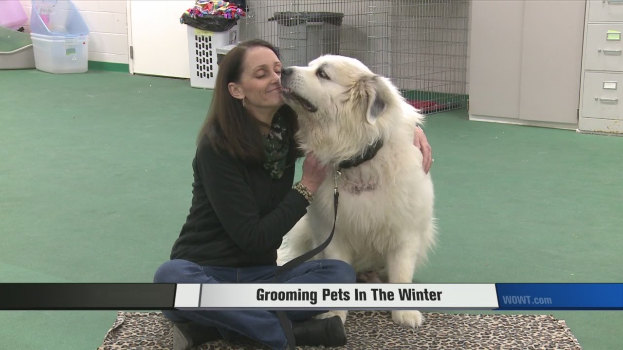 Dog grooming during winter is a must