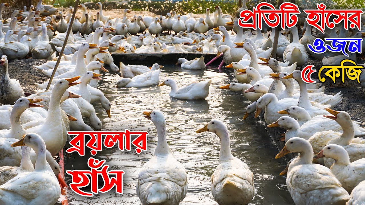 ব্রয়লার হাঁস পালন করে কোটিপতি | একটি হাঁসের ওজন ৫ কেজি | Duck farming | Khamar Bangla 24.