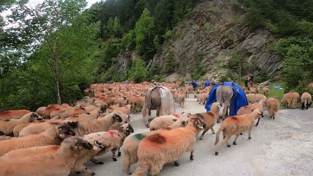 Transhumance - the ancient ritual of the migration of sheep herds from the plain to the mountain