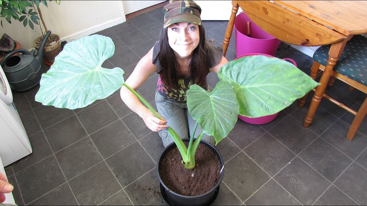 Re Potting my big Alocasia Plant - Elephant's Ear Houseplant