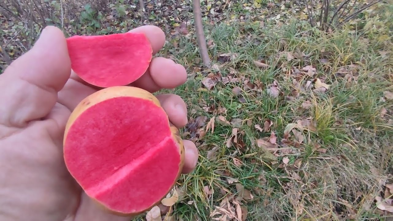 Яблуня червоном'яса сорт Гренадін (apple Grenadine). Колір всередині вражає!