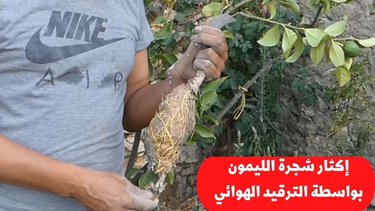 شاهد طريقة إكثار شجرة الليمون بواسطة الترقيد الهوائي Lemon Tree Air Layering