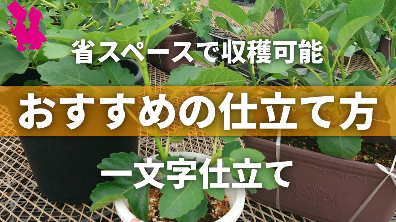 【イチジク】限られたスペースで栽培するオススメの仕立て方