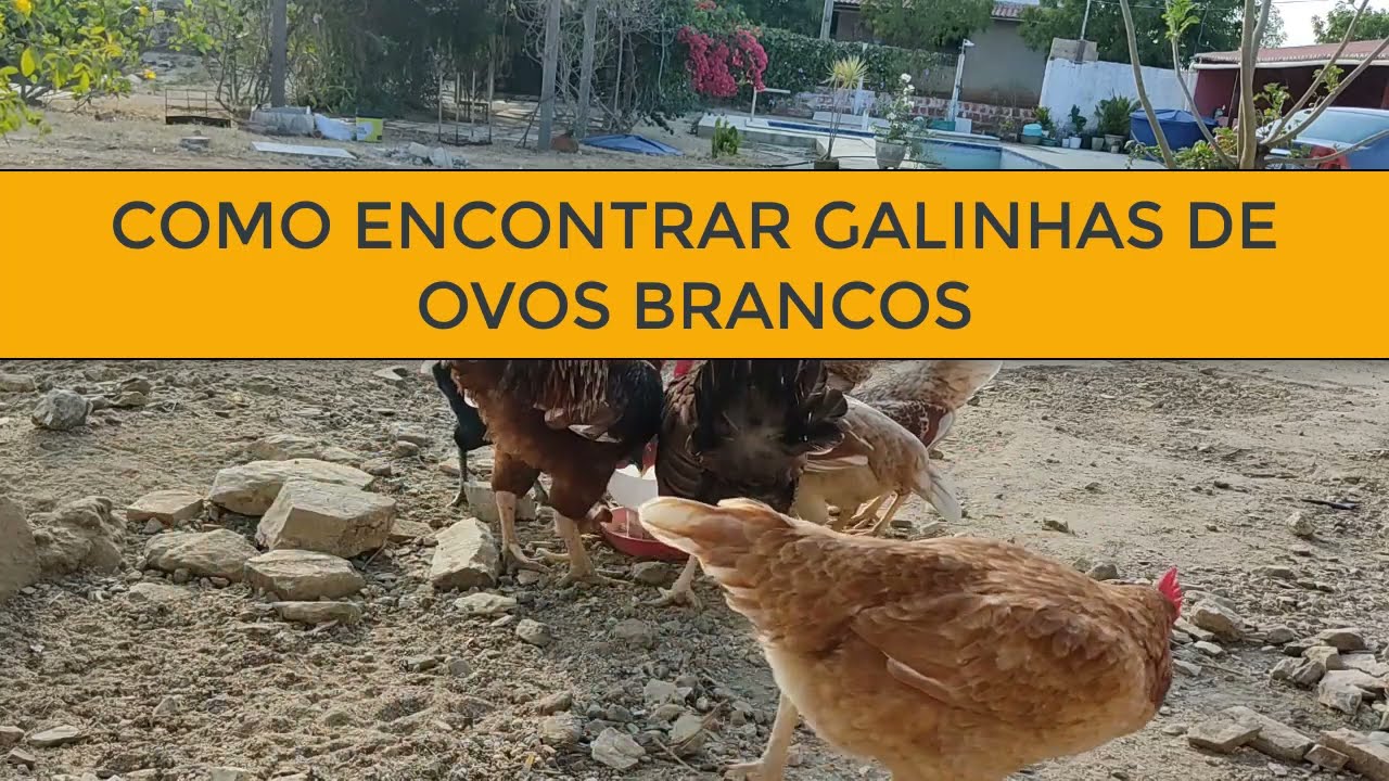 COMO ENCONTRAR GALINHAS DE OVOS BRANCOS