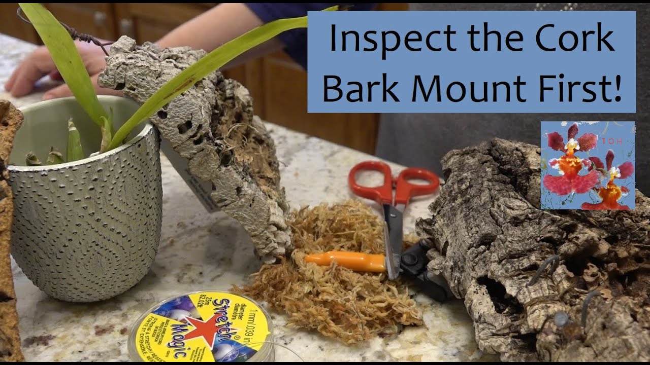 Cork Bark Remount for Prosthechea Orchid | Inspect the Cork Bark Mount First! | New Roots, Let's Go!