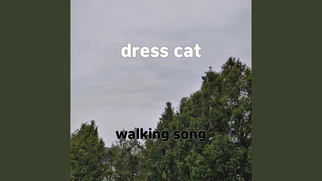 dress cat
