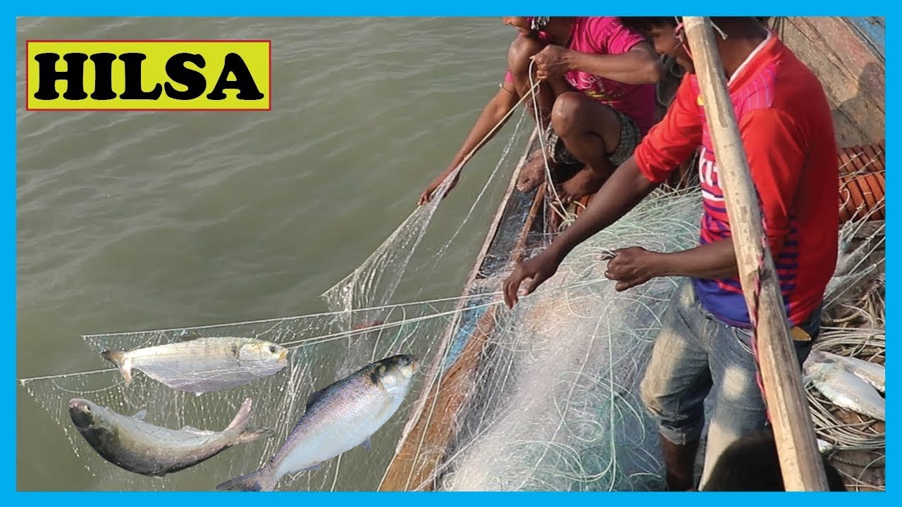 The King of Fish HILSA Catching (Live) in Deep River | Fish Corn