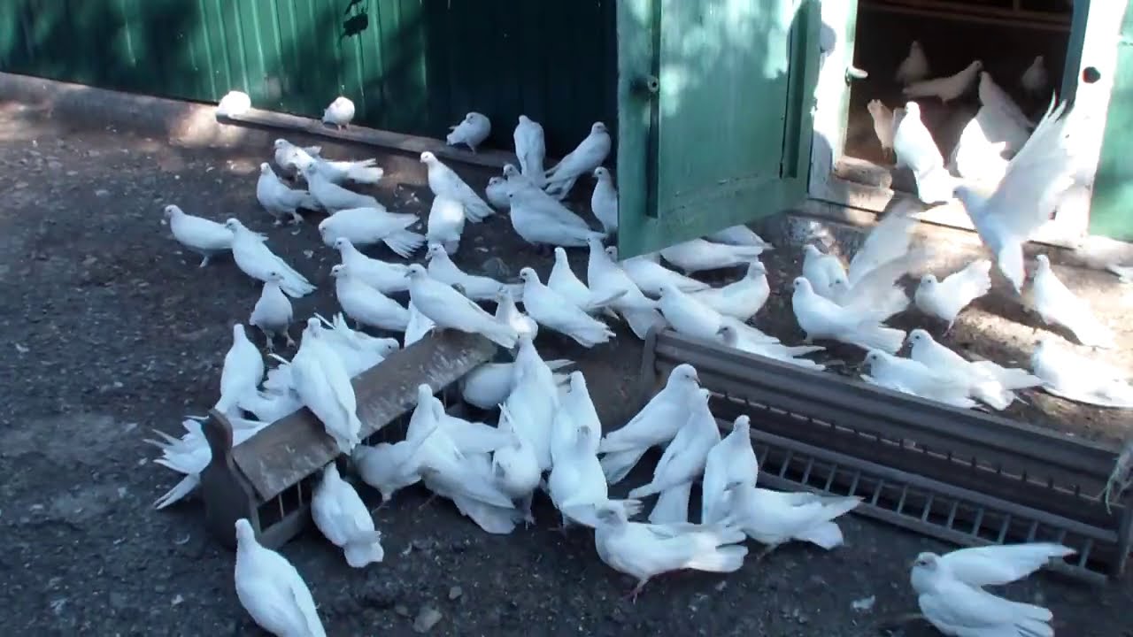 ГОЛУБЕЙ     БЕЛЫХ        АНДРЕЙ       ЗНАЕТ     ВСЕХ     В      ЛИЦО
