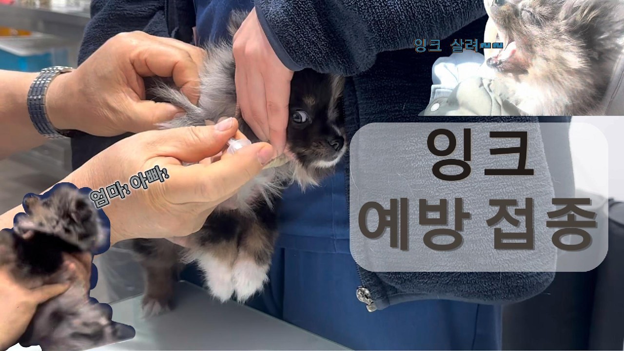 잉크 예방접종