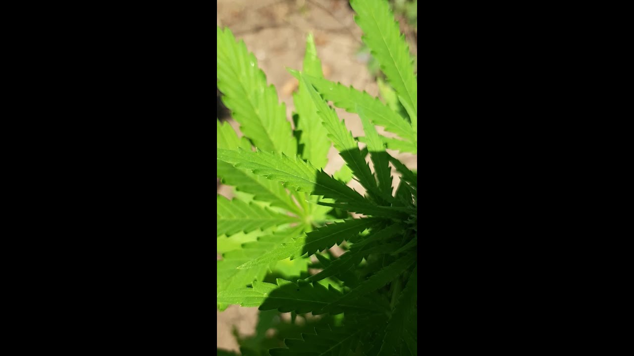 CBD Auto white widdow Dutch Passion Juli 2018