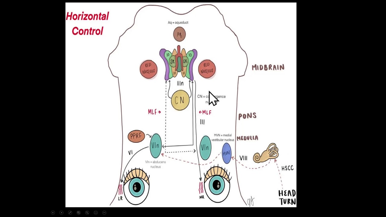 15. Quick Reviews: Neuro Ophthalmology (Eye Movements)