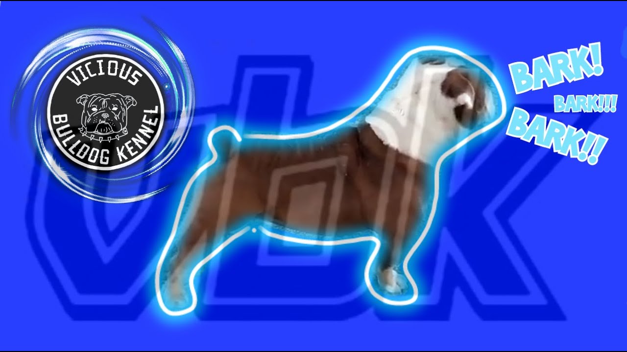 Bulldog Guard Dog - #VBK