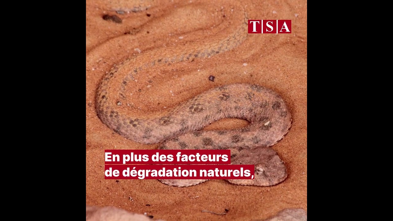 Des gravures rupestres du Parc Tassili n'Ajjer dégradées