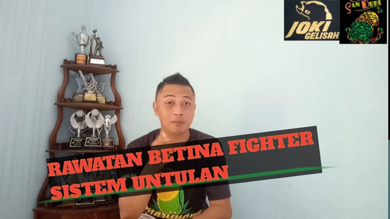 Belajar Betina fighter #1  Setingan lovebird fighter untulan, rawatan harian..