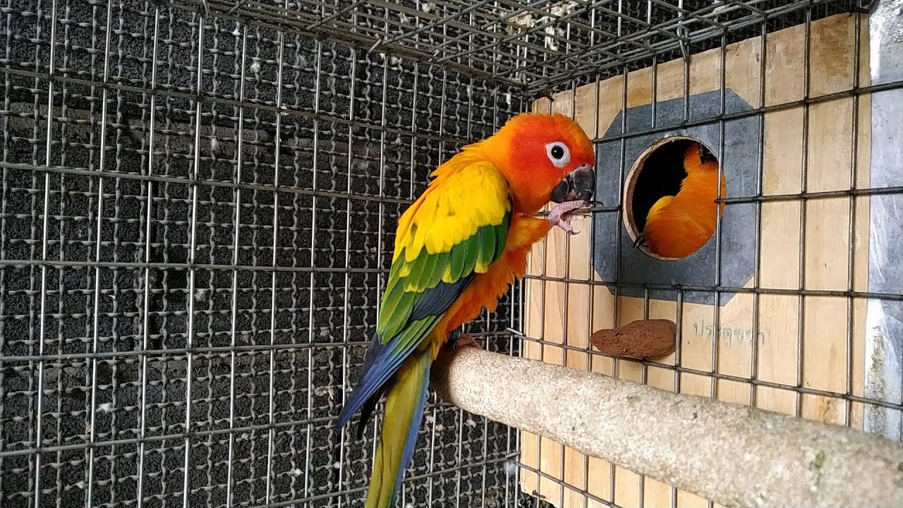 นกซันคอนัวร์ เลี้ยงซันคอนัวร์/ Suncornourbird./SIRIN NANA.