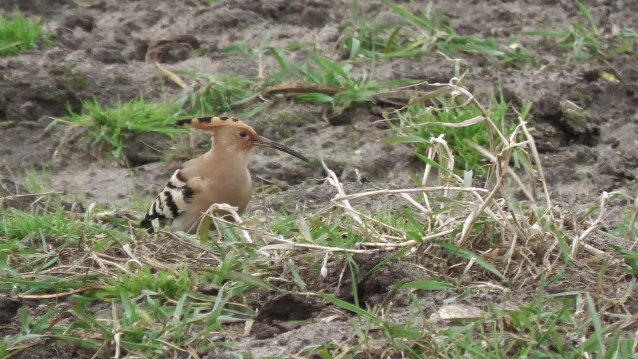 Hoopoe. Sennen. Cornwall