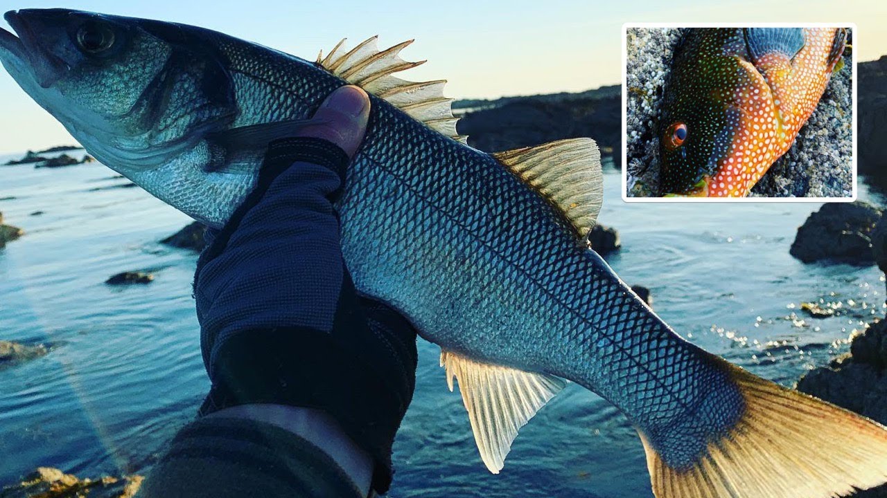 Bass & Wrasse On Lures | Epic Fishing Guernsey