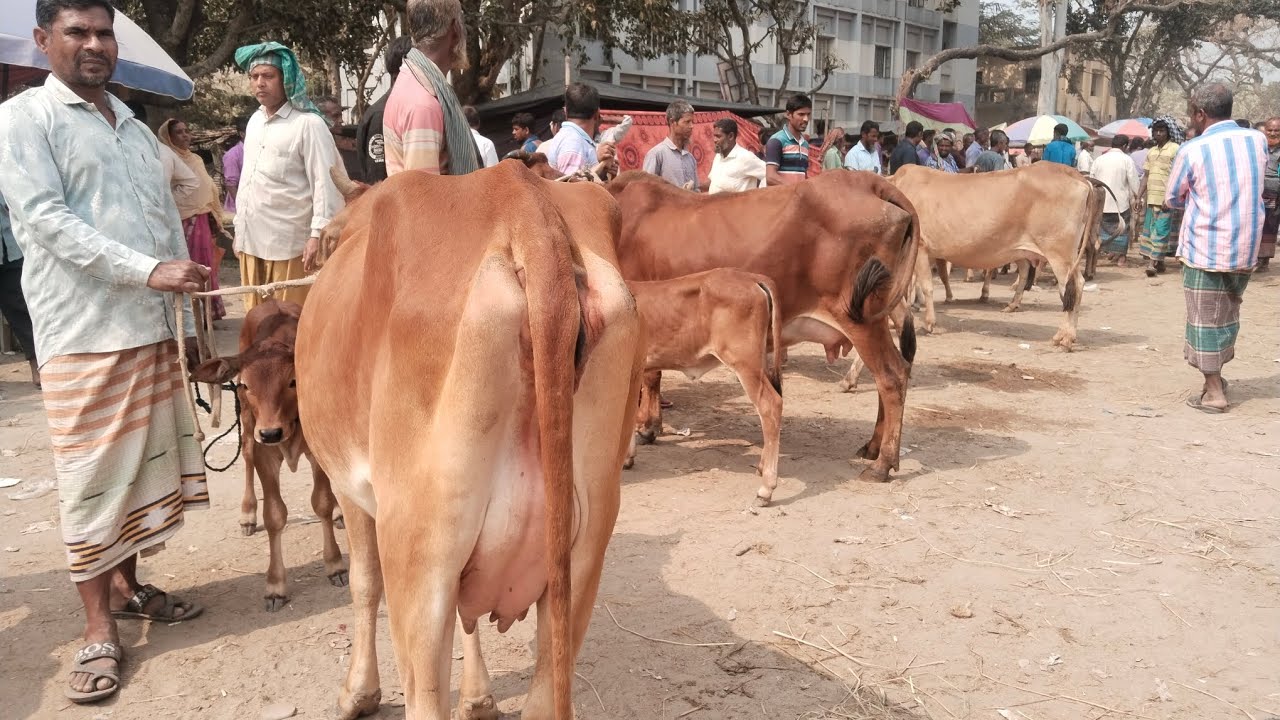 ২৫/২/২৬/শাহীওয়াল স্যার বাছুর ও দুধের গাভী সীমিত দামে01773949974