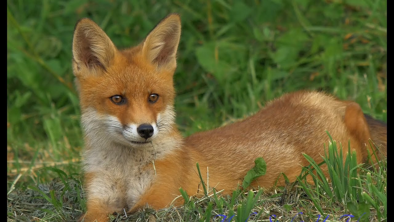 4K, UHD clips 2014, Red Fox, Rotfuchs