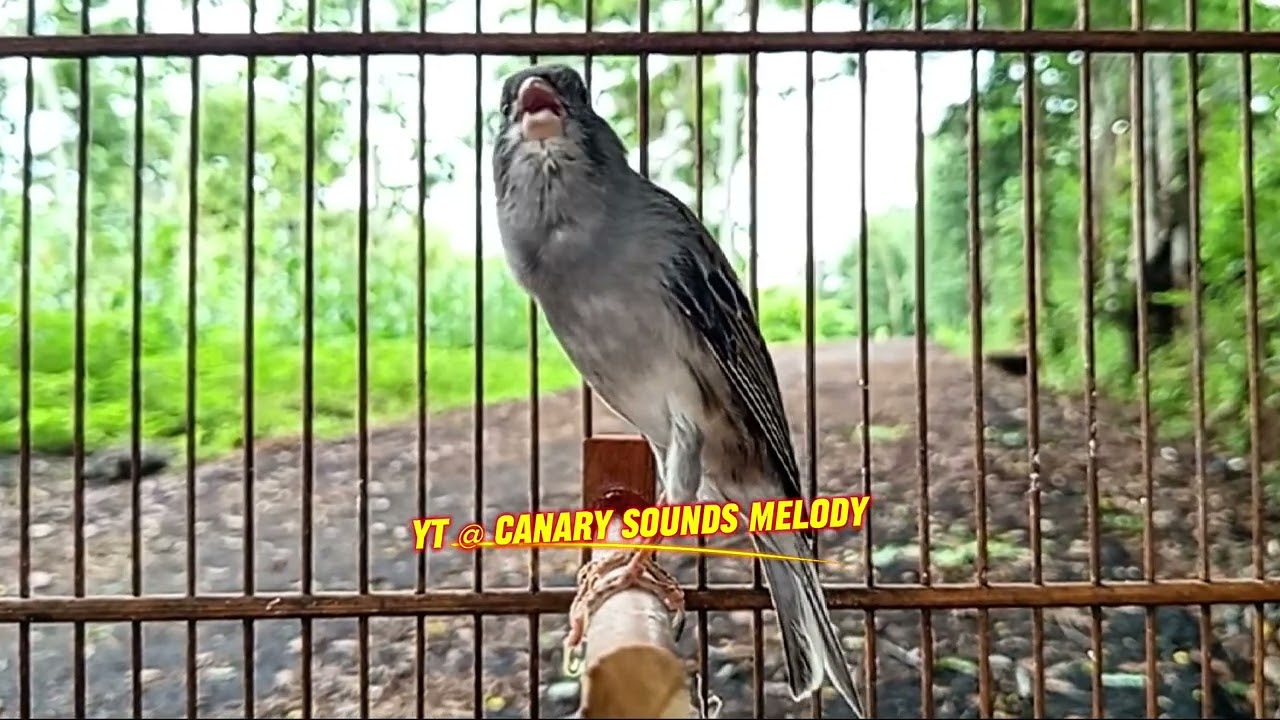 Canário com Canto Raro e Forte – Ótimo para Seu Mestre Canário HD - CANARY SOUND MELODY