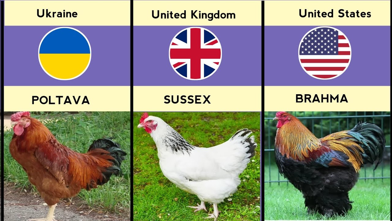 Chicken Breeds From Different Countries