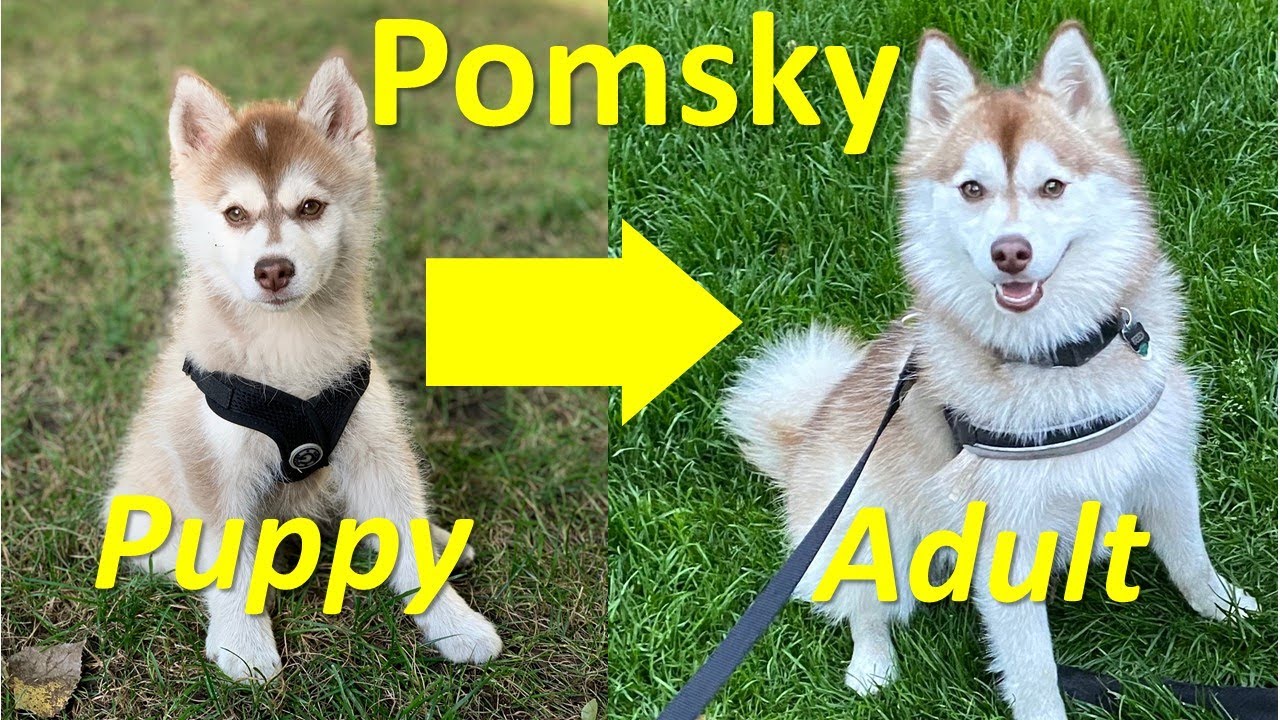 What do adult Pomskies look like? (Our Pomsky puppy just turned 1-year old)