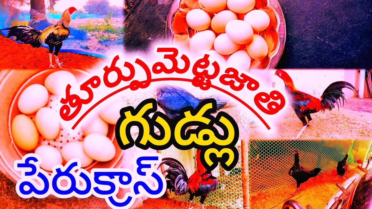 బీమవరం బ్రీడ్ తూర్పు మెట్టజాతి గుడ్లు గ్యారింటి ఇవ్వబడును #viralvideo #mettavatam #garuda #telugu 