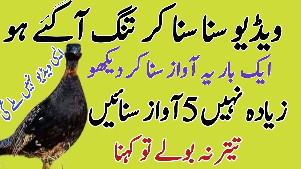 Kala Teetar Awaaz |Teetar ki Awaz | BlackTeetar calling |Partridge voice | Callingfrom top of rock/