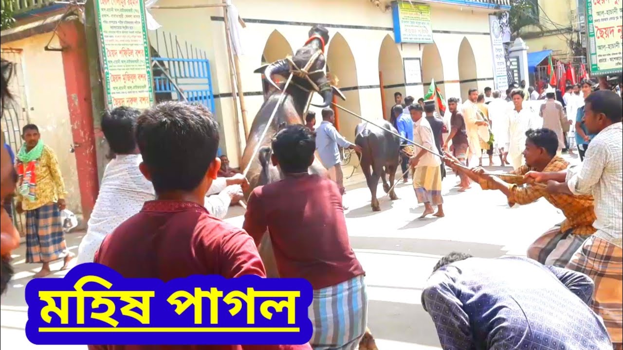 maizbhandar mohan 29 ashin 2025 | maizbhandar online tv | 